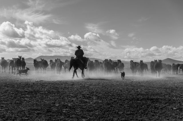cowboy herding cattle in dust